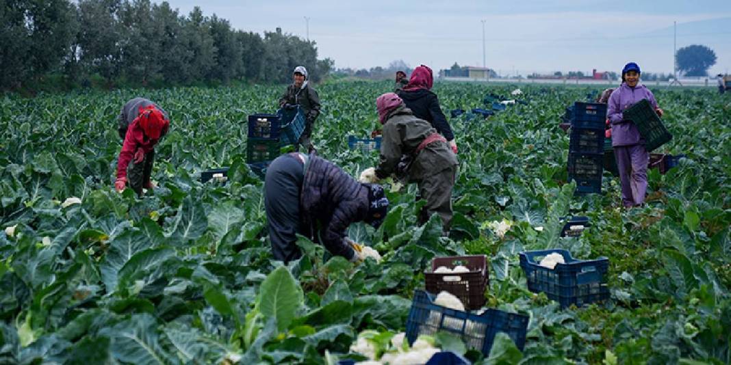 Sebze tarlalarında hasat telaşı! 1 milyon 900 bin ton üretim yapılıyor, emekler karşılığını buluyor! 6